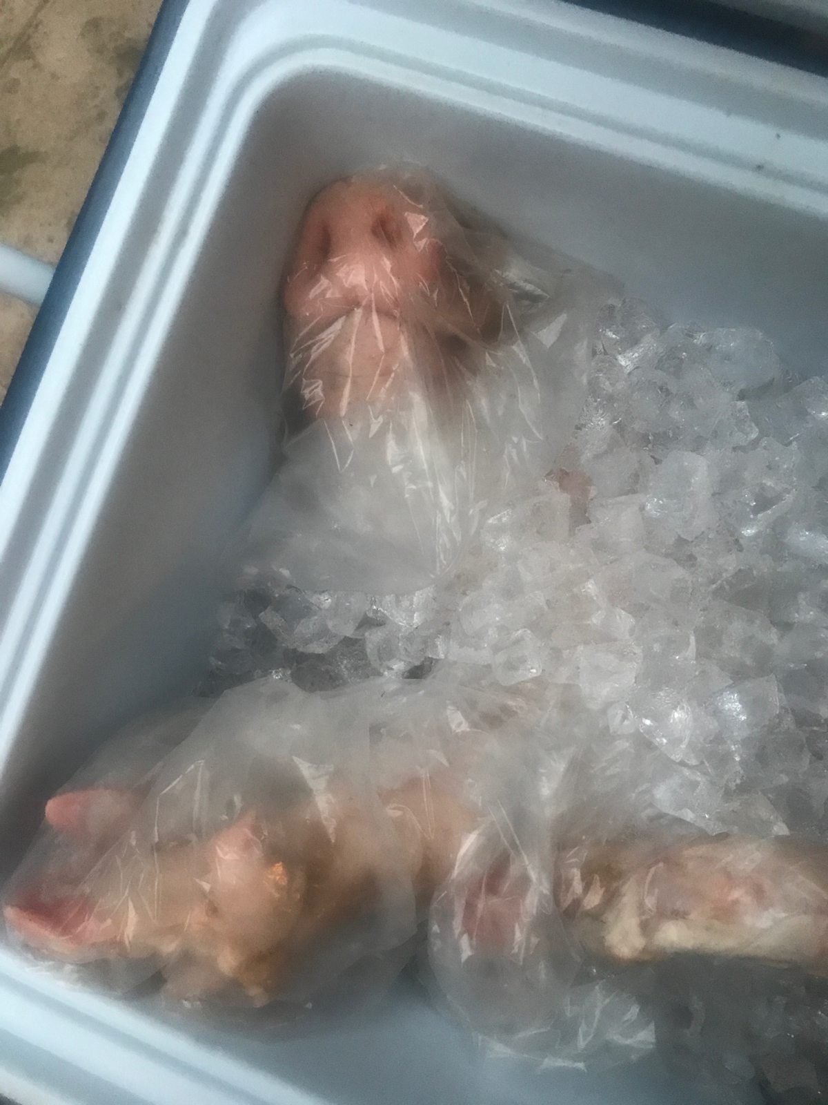 Whole hog resting on ice inside a cooler before preparation